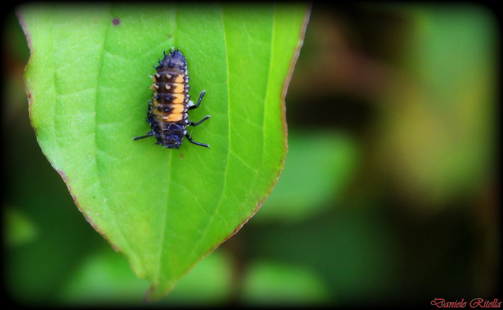 Larva di prob. Harmonia axyridis